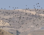 پرنده نگری در ایران - خوتکا ابروسفید