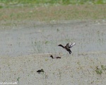 پرنده نگری در ایران - اردک بلوطی ( نام کردی : چاوکه وه له )