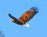 پرنده نگري - عقاب دریایی دم سفید - White-tailed Sea-eagle - Haliaeetus albicilla