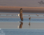 پرنده نگری در ایران - عقاب دریایی در حال شکار