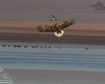 پرنده نگری در ایران - عقاب دریایی دم سفید