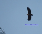 پرنده نگری در ایران - عقاب دریائی دم سفید
