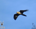 پرنده نگري - هما - Bearded Vulture - Gypaetus barbatus