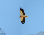 پرنده نگري - کرکس - Egyptian Vulture - Neophron percnopterus
