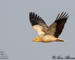 پرنده نگری در ایران - ٍEgyptian Vulture