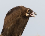 پرنده نگری در ایران - Cinereous Vulture