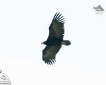 پرنده نگری در ایران - دال سیاه