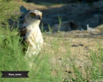 پرنده نگری در ایران - عقاب مارخور