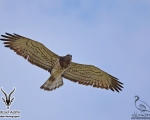 پرنده نگري - عقاب مار خور - Short-toed Snake-eagle - Circaetus gallicus
