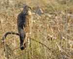 پرنده نگری در ایران - سنقر خاکستری
