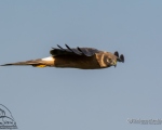 پرنده نگري - سنقر سفید - Pallid Harrier - Circus macrourus