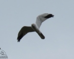 پرنده نگری در ایران - سنقر سفید