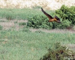 پرنده نگری در ایران - Pallid Harrier