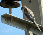 پرنده نگری در ایران - پیغوی کوچک