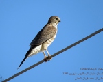 پرنده نگری در ایران - پیغوی کوچک (Shikra)
