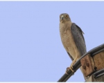 پرنده نگری در ایران - پیغو کوچک