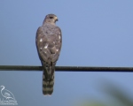 پرنده نگری در ایران - پیغو  levant sparrowhawk