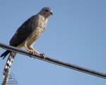 پرنده نگري - پیغو - Levant Sparrowhawk - Accipiter brevipes