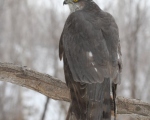 پرنده نگري - قرقی - Eurasian Sparrowhawk - Accipiter nisus