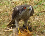 پرنده نگري - طرلان - Northern Goshawk - Accipiter gentilis