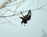 پرنده نگری در ایران - Long legged Buzzard