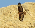 پرنده نگری در ایران - سارگپه