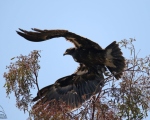پرنده نگری در ایران - عقاب خالدار بزرگ