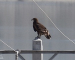 پرنده نگری در ایران - عقاب تالابی