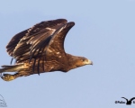 پرنده نگري - عقاب خالدار بزرگ - Greater Spotted Eagle - Aquila clanga