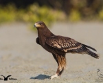 پرنده نگری در ایران - Greater Spotted Eagle Juvenile
