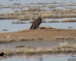 پرنده نگری در ایران - عقاب خالدار بزرگ