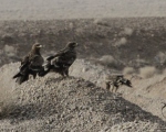 پرنده نگری در ایران - عقاب