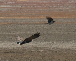 پرنده نگری در ایران - عقاب استیپ