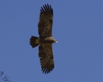 پرنده نگری در ایران - عقاب صحرایی 4-3 ساله