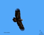 پرنده نگری در ایران - عقاب صحرایی(استپی)