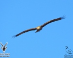 پرنده نگري - عقاب شاهی - Eastern Imperial Eagle - Aquila heliaca