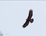 پرنده نگری در ایران - Golden Eagle