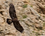 پرنده نگري - عقاب طلایی - Golden Eagle - Aquila chrysaetos