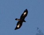 پرنده نگری در ایران - عقاب طلایی(نابالغ)