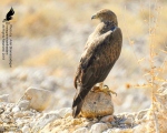 پرنده نگری در ایران - عقاب دوبرادر