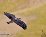 پرنده نگری در ایران - عقاب دوبرادر
