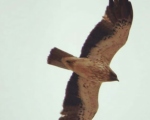 پرنده نگری در ایران - عقاب پر پا