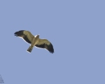 پرنده نگری در ایران - عقاب پرپا نا بالغ