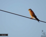 پرنده نگری در ایران - دلیجه کوچک