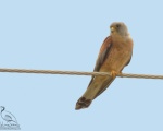 پرنده نگری در ایران - Lesser Kestrel- Falco naumanni