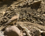 پرنده نگری در ایران - Common Kestrel