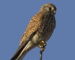 پرنده نگري - دلیجه - Common Kestrel - Falco tinnunculus