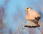 پرنده نگری در ایران - دلیجه - Kestrel