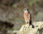 پرنده نگري - دلیجه - Common Kestrel - Falco tinnunculus
