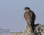 پرنده نگری در ایران - Merlin